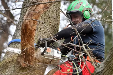In luftiger Höhe: Baumkletterer Jan Speicher von der Firma Woodcommander sägt Totholz auf einer alten Eiche ab.