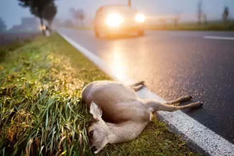 In mehr als die Hälfte aller Unfälle im Nordkreis sind Wildtiere verwickelt.