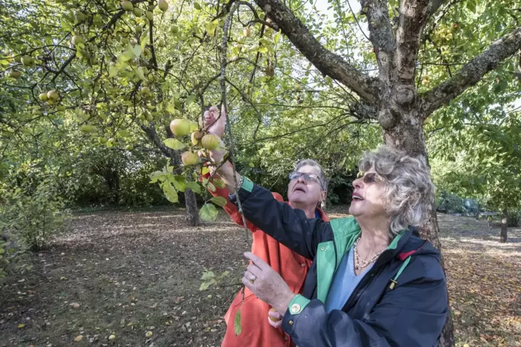  Uta Mayr-Falkenberg (rechts) und Beatrix Jung vom Obst- und Gartenbauverein Dansenberg begutachten auf unserer Aufnahme vom Sep
