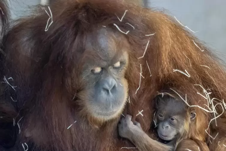 Affenmama Struppi und ihr kleiner Sohn Sayang im Neunkircher Zoo.