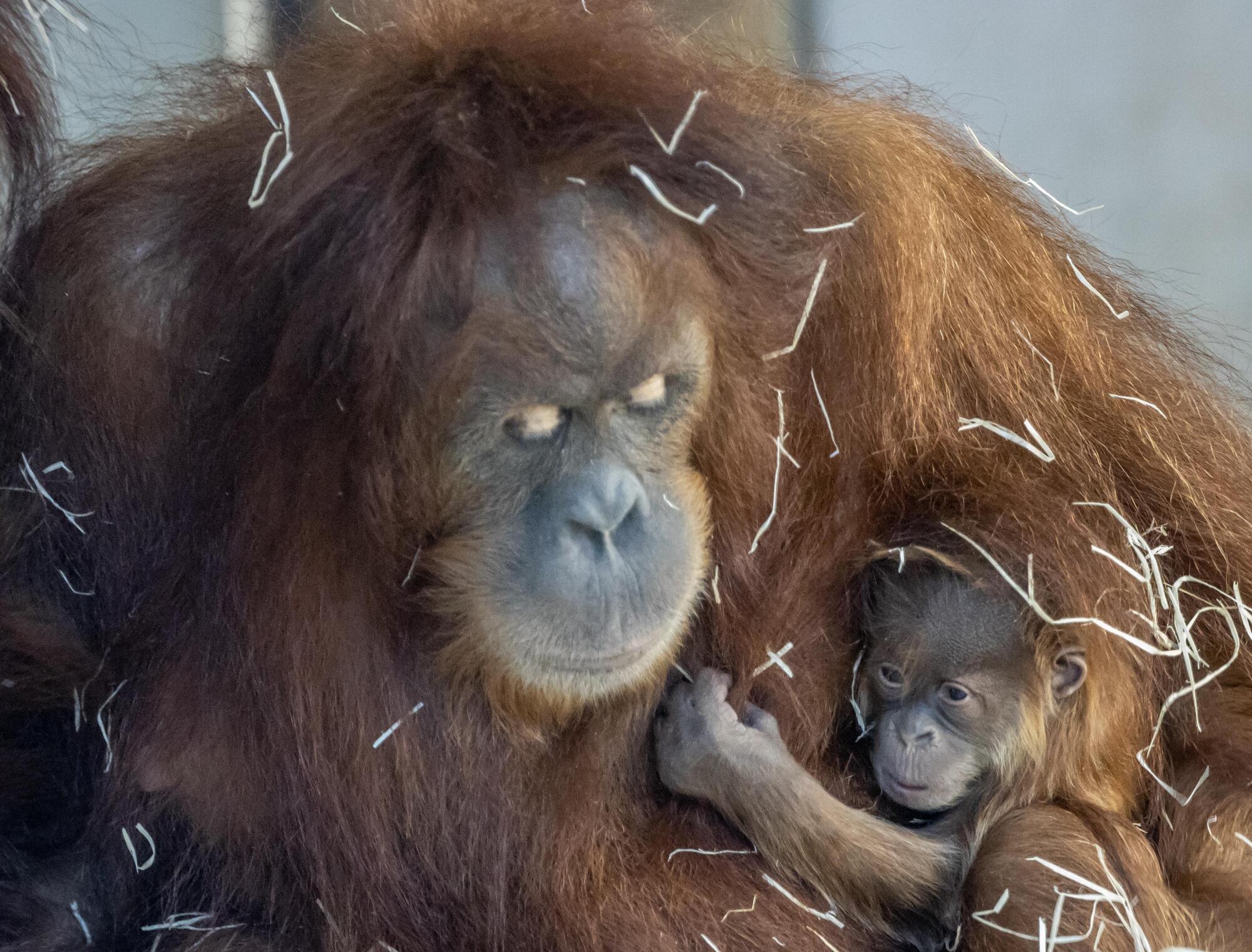 für Tierpark Safari 1x Orang Utan mit Baby Zoo 40530 