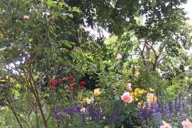 Ein wahres Insektenparadies ist der Garten von Tatjana Fuchs.