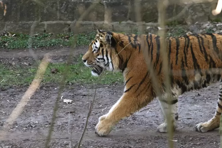 Ein Tiger im Landauer Zoo. 