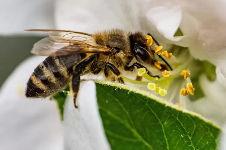 Eine Biene beim Nektarsammeln. 