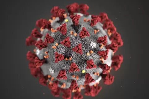 Das Coronavirus im Modell.