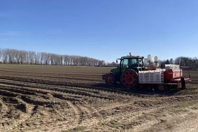 Die Felder am Rhein werden rege bewirtschaftet.