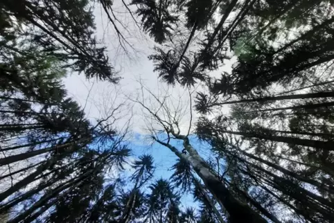 Eher ungewöhnlich für den Wald um Reifenberg: viele Fichten. 