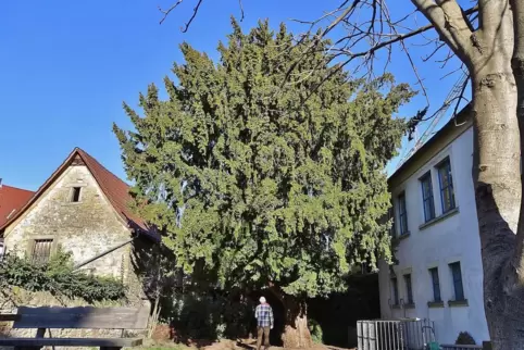 Eine mächtige Erscheinung ist die Eibe im Wachenheimer Stadtkern.