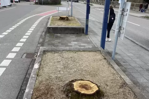 Zwei Baumstümpfe: Die Kastanien vor der Stadthalle gehören der Vergangenheit an.