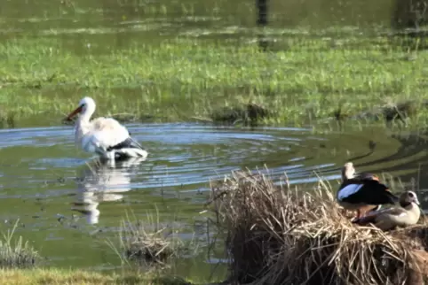Der Storch genießt sein Badevergnügen vor dem Nest der Nilgänse.