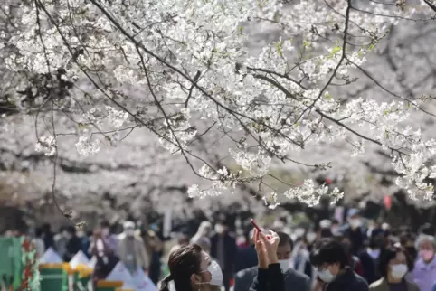 Betörend: Kirschblüten in Japan. 
