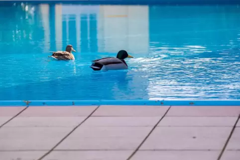 Statt Menschen schwimmen im Lockdown Enten ungestört in einem Hotel-Außenpool.