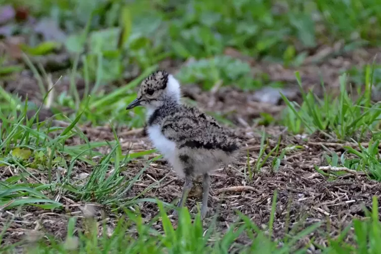 Flauschig: junger Kiebitz im Bruch in Limburghof. Diese Aufnahme stammt aus dem Jahr 2019.