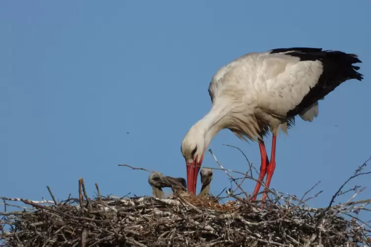 Im Sommer 2020: Ein Wei&szlig;storch versorgt Jungv&ouml;gel in einem Nest in der Ganerb zwischen Harthausen und Hanhofen.