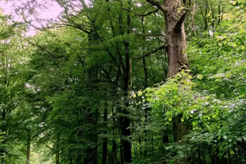 Totholz in Schifferstadt: Brechen solche dicken Äste ab, kann es für Spaziergänger im Wald gefährlich werden. 