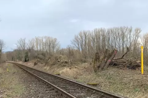 Zwischen Landau und Godramstein hat die Bahn illegalerweise in der Brutsaison Bäume fällen lassen. 
