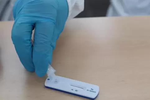 Ein Abstrich von der Nasenschleimhaut wird mit Nährlösung beträufelt