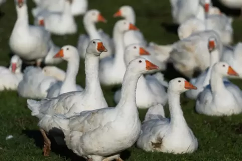 Müssen in Gemeinden und Städten entlang des Rheins noch im Stall bleiben: Gänse. 