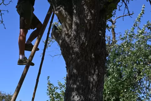 Ist der Baum im Garten gesund oder muss er gefällt werden? Diese Frage stellt sich Grundstücksbesitzern immer mal wieder. In Gie