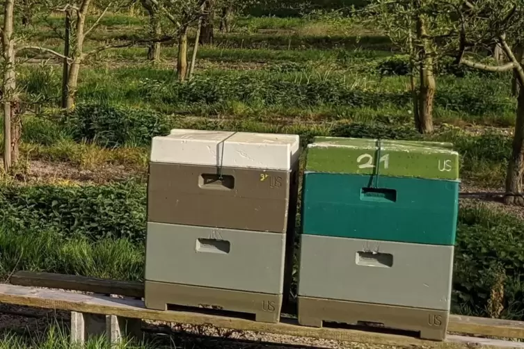 Mobile Bienenstöcke im „Schubkastensystem“. 