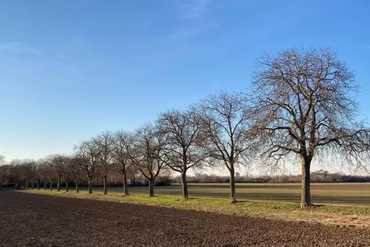 Allee zum Wasserwerk . 