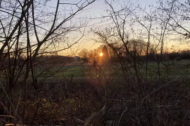 Sonnenuntergang am Altrheingraben.