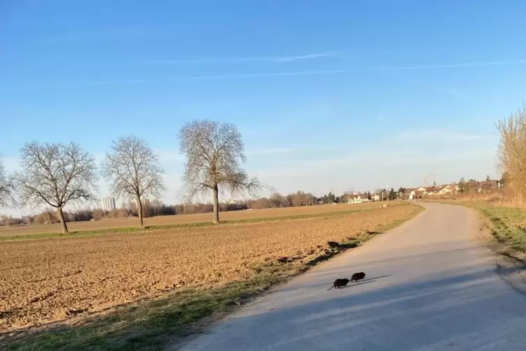 Zwei Nutrias kreuzen den Feldweg. 