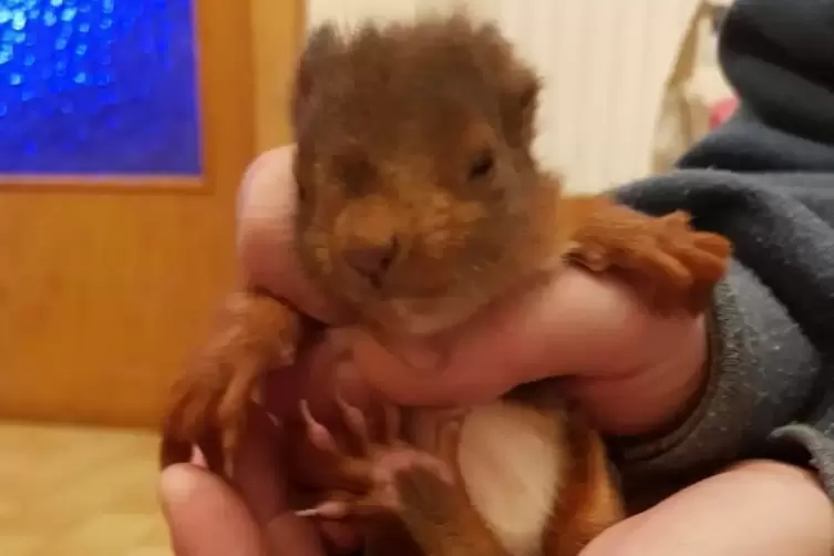 Eichh&ouml;rnchen Kurt wurde in Pirmasens aufgelesen, wo ein Holzstapel zusammenst&uuml;rzte und das Muttertier starb.