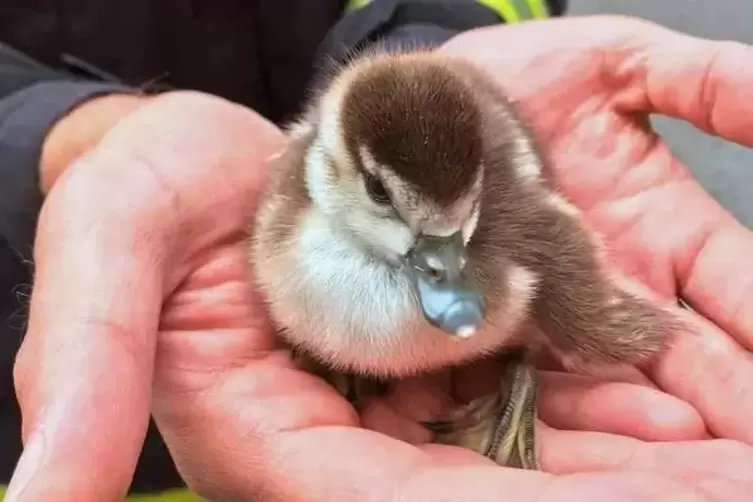 Die Ente war alleine auf einem Grundst&uuml;ck bei Ein&ouml;d gefunden worden. 