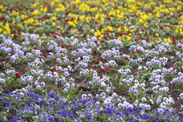 Die Blumen bl&uuml;hen schon.