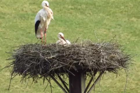Pro Nest nur ein Hausstand: Störche verhalten sich schon von Natur aus coronakonform. Pro Nest nur ein Hausstand: Störche verhalten sich schon von Natur aus coronakonform.