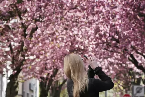 Kirschblüte in Bonn: Die Woche startet sonnig in Rheinland-Pfalz.
