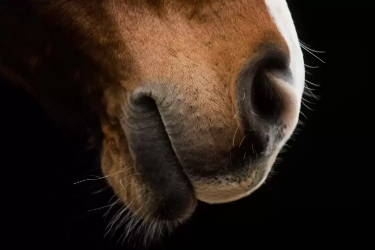 Pferde gegen das Herpesvirus impfen zu lassen, ist in Deutschland keine Pflicht.