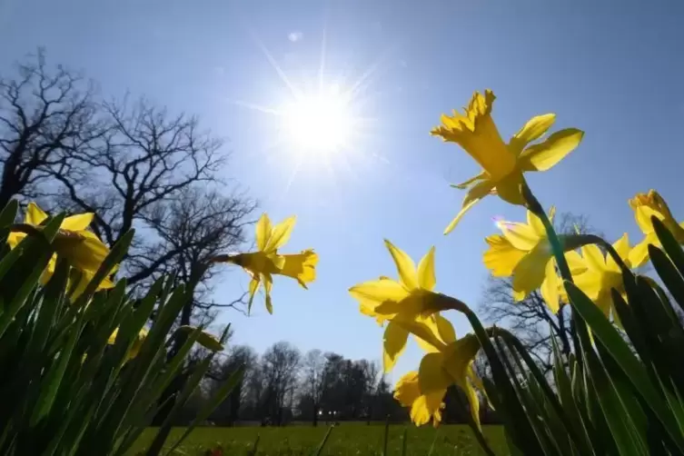 Narzissen blühen in der Sonne