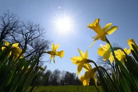 Narzissen blühen in der Sonne