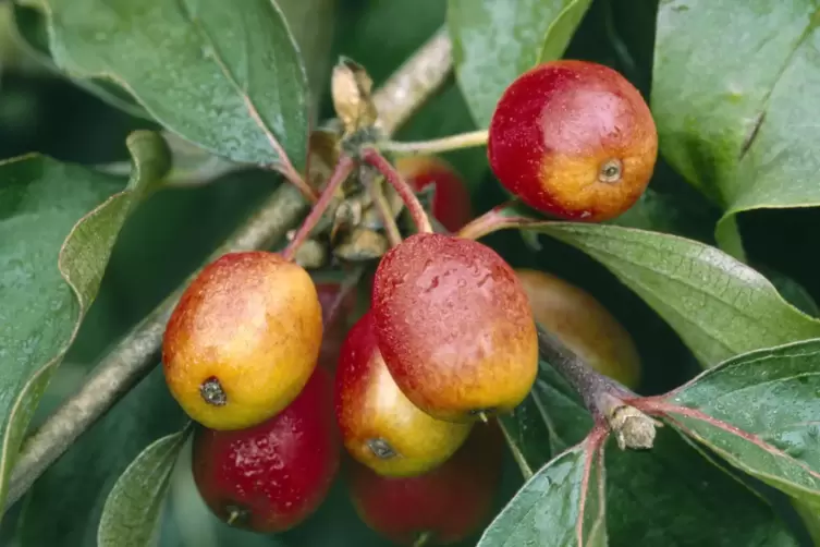 Die Fr&uuml;chte schmecken nicht nur V&ouml;geln: Sie k&ouml;nnen auch zu Marmelade und Saft verarbeitet werden. 