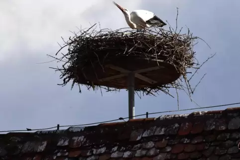 Storch Macko hat sich in der Südpfalz angesiedelt. 
