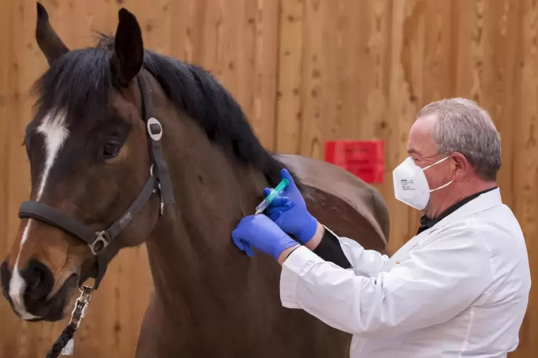 Eine Herpes-Schutzimpfung kann das Leben des Pferdes retten.
