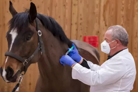 Eine Herpes-Schutzimpfung kann das Leben des Pferdes retten.