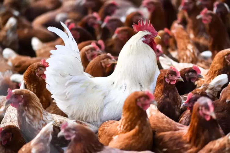 Hühner leben am liebsten in kleinen Gruppen – und mit Hahn.