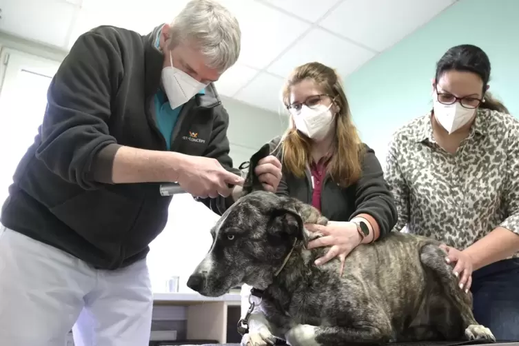 Tierarzt Thorsten Neunzig kontrolliert bei seinem Mischlingshund „Malu“ die Ohren.