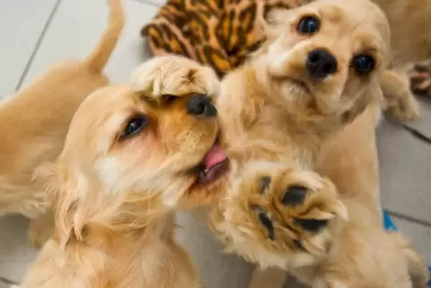 Unter anderen wurden Cocker-Spaniel-Welpen wie diese hier in Münchweiler beschlagnahmt. 