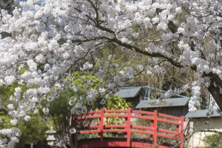 Satte Blüten bestimmen das Bild.