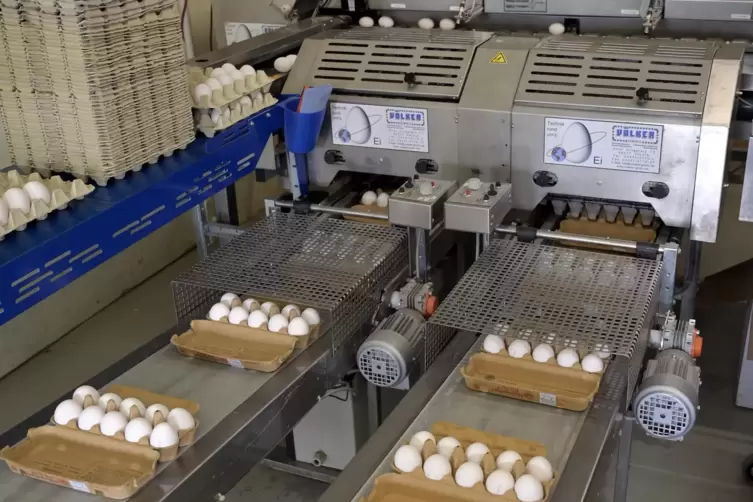 So kennen wir die Eier aus dem Hofladen oder Supermarkt: ordentlich verpackt.