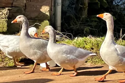 Wer schon einmal auf der Kneispermühle war, kennt die Gänse, die dort herumlaufen.