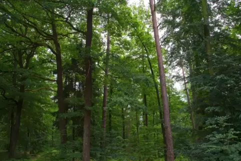 Der Wald von Herschweiler-Pettersheim wird in diesem Jahr Plus machen – und einen Waldkindergarten aufnehmen. 