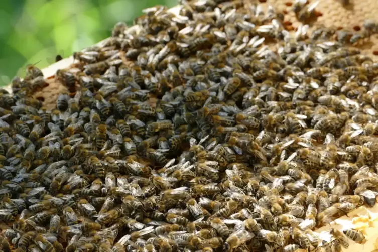 Im Frühling geht der Bienenklau um. Es soll sogar Diebe geben, die aus den Bienenvölkern Brutwaben mitsamt Königin stehlen. 
