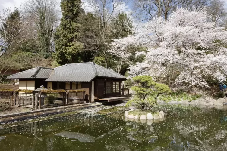 Das Teehaus des Japanischen Gartens mit dem prachtvollen Kirschbaum in voller Blüte. Aber ...