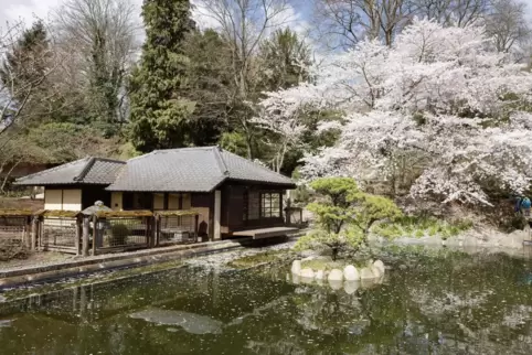 Das Teehaus des Japanischen Gartens mit dem prachtvollen Kirschbaum in voller Blüte. Aber ...