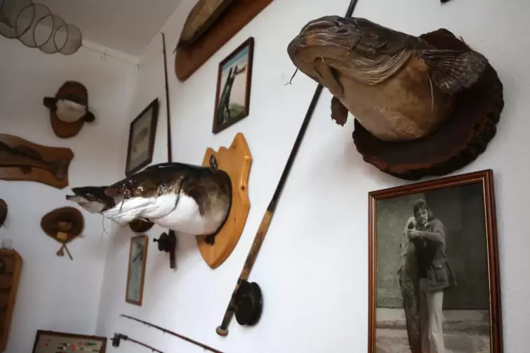 Zahlreiche Fotos und Präparate zieren die Wände des Fischereimuseums im Waldmohrer Bürgerhaus.